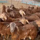 سواكن حمري فل شحم تربيه