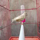 ماشاءالله ذكر كناري كريمي تغريد