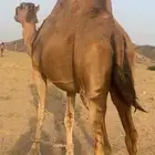 ناقه لقحه ملاقي(( تم البيع ))