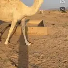 تواصل مع الرقم ذا لصامل  (050 341 0923)