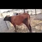 بقره للبيع لقحه على سوم تواصل مع ارقم