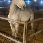 مهر مصري بيور ( واهو ) مشروع فحل وجمال