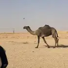 بعير فحل للبيع