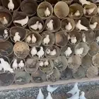 حمام فرنسي ابيض وزاجل ابيض