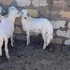 خرفان للبيع