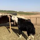 فحل نجدي صنف