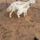 شياه مواليد