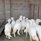 10مابين رخل وخروف