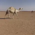 لقحه وضحى