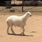 خروف حري صنف تم البيع