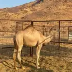 قعود مفرود