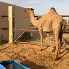 لقحه له حول 7شهور