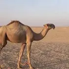 قعود باتلي