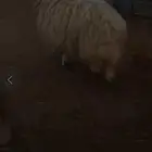 شاه نعيميه حايل جبرره