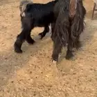 عنز عارضيه تحتها جفره ذبيحه