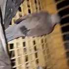 السلام عليك عندي قمري