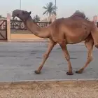 للبيع القعود الكفو السن حق الموقع بريده