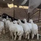 حري وسواكني للبيع مع الصلخ والتوصيل