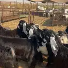 تيوس عوارض وتيوس دهم جنوبية