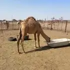 قعود طيب