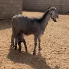 عنز شامية معها جفرة