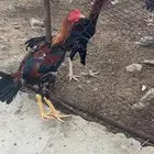 دجاج باكستاني