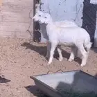 دواغير حريات