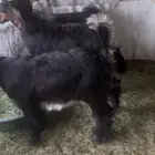 بغران لبانية للبيع