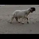جذع نعيم صنف فاخر