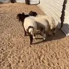 هرافا نعيم