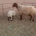 مواليد رغوث نعجه رغوث