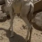 قعود