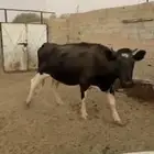 بقره هولنديه