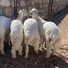 خرفان للبيع