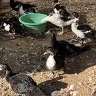 بط مصري شهرين