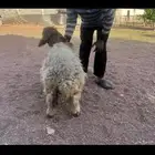 للبيع نعجه نعيميه قزميه جرمه صغيره جدا
