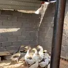 البيع وزز 8 حبات وا بط 5