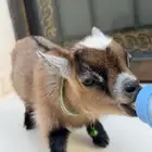 للبيع ماعز قزم لعوب ومرح