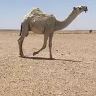 للبيع قعود كفو