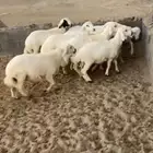 بهم كفو(تم البيع)