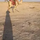 رحول