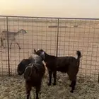 عنز تحتها جفره