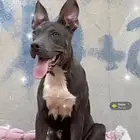 أمريكن بولي للبيع على السوم