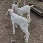 مشاريع فحول بيشي ابرص