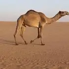 خفوت شعلا رباع