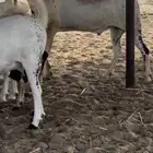 فحل بيشي