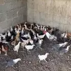 صوص فيومي وبلدي عمر شهرين