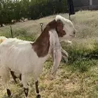 عنز هولندية تحتها اثنين