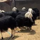 رخال نجد