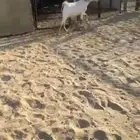 عنز رباع كفو مقرب